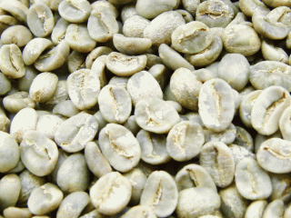  ARABICA CATIMOR CẦU ĐẤT?